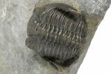 Detailed Hollardops Trilobite - Very Nice Preparation #267337-2